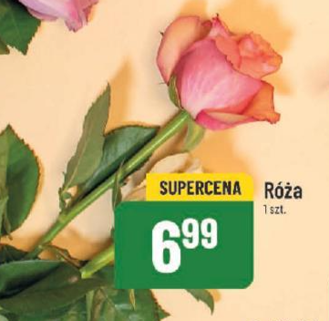 Róża na Dzień Kobiet - Polomarket zaskakuje promocją!